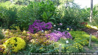 綠化園林景觀設計與養護 從圖紙到實景的全方位指南