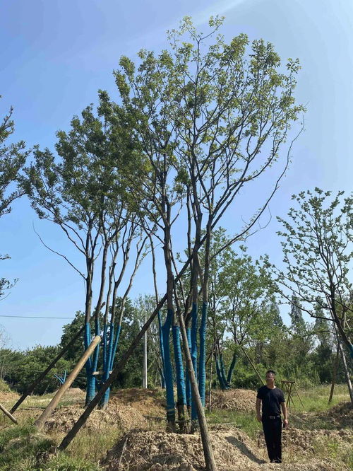 苗多多實地認證景湖苗木 綠化養護專業指南