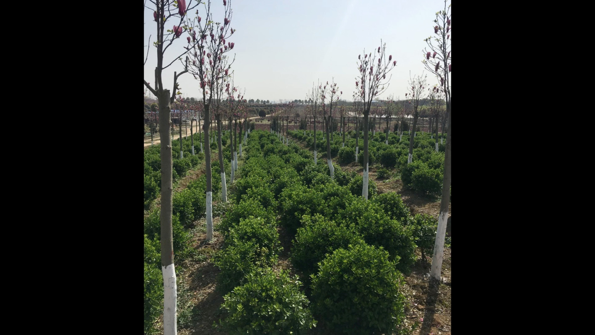 專業(yè)園林綠化景觀工程與養(yǎng)護服務