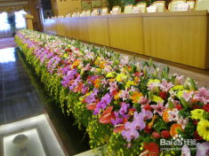 深圳花木租擺、園林綠化施工與養(yǎng)護全流程解析