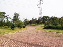 方源園林花木 匠心鑄就綠色邯鄲，專業服務城市綠化